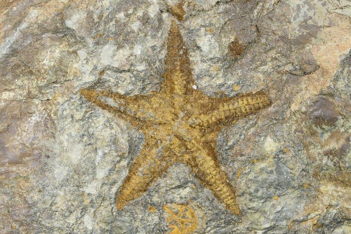Ordovician Starfish (Petraster?) Fossil - Morocco #180854